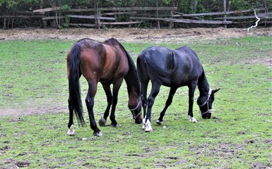 Obraz premium horse in the meadow