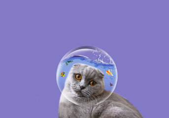 A cute british cat looks at a guppy fish aquarium. Fluffy british kitten with golden eyes close-up. Cheerful cat is curiously watching the fish in the aquarium