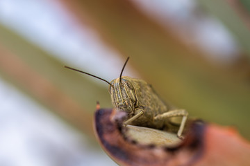 Detail of a locust perched on the leaf of an aloe vera