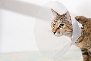 Tabby cat with elizabethan collar on white background