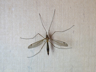 crane fly insect animal © Claudio Divizia