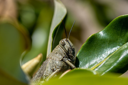 Detail Of A Locust Among The Leaves Of A Tree