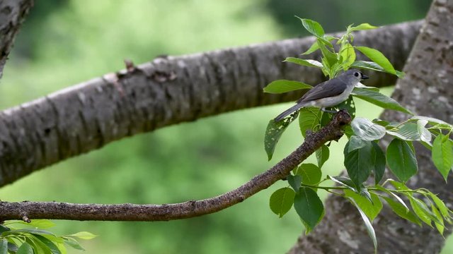 Tufted Titmouse lands on branch then climbs up and flies off