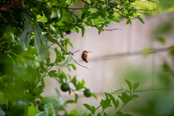 Hummingbird with eyes closed facing to the right