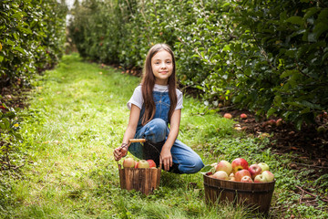yang girl with basket full of ripe apples in a garden or farm near trees.