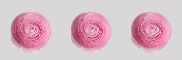 pink ranunculus flower