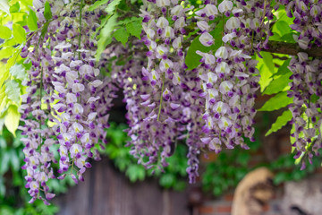 Blauregen (Wisteria)