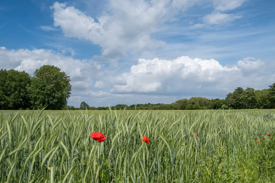 Gerstenfeld und Wolkenhimmel