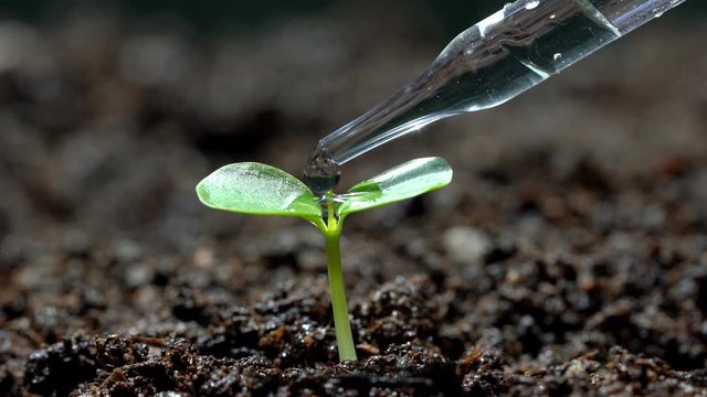 macro close up of droplet dosing a biological and ecological plant