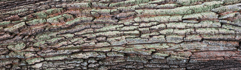 An Embossed texture of the brown bark of a tree with lichen.  panorama of the tree bark