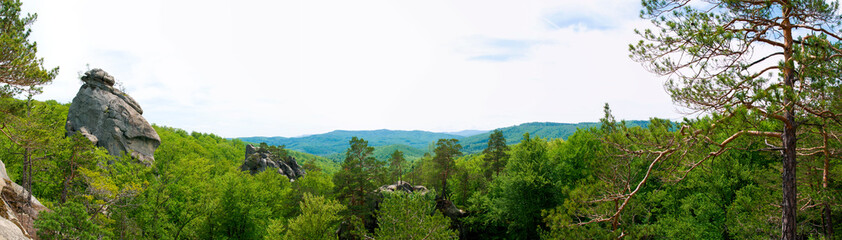 Beauitful green forest photo. Pine trees and a path in the forest. Summer mountain background. Rila mountain, Bulgaria