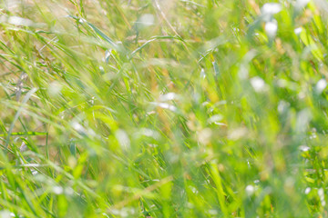 grüne Wiese im Sommer abstrakt