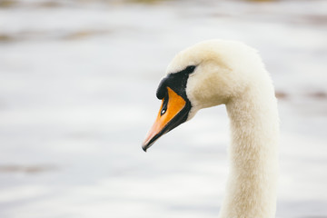 Swan On River Vltava near Charles bridge in Prague. beautiful white swan swimming on river Vltava in Prague. Karluv Most and white swans. Birds On Riverbank In Prague