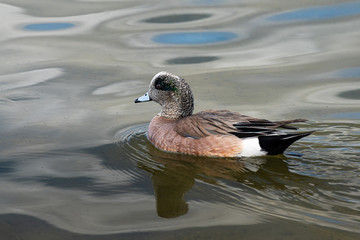 American wigeon swimming.