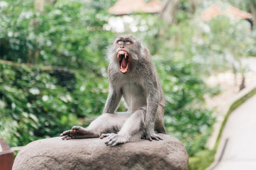 Monkey in the forest Ubud Bali Indonesia. Monkey yawns, close eyes and show teeth.