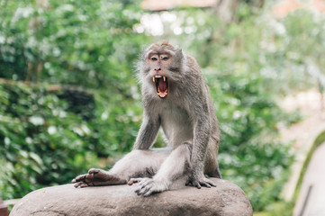 Naklejka na ściany i meble Monkey in the forest Ubud Bali Indonesia. Monkey yawns and show teeth.