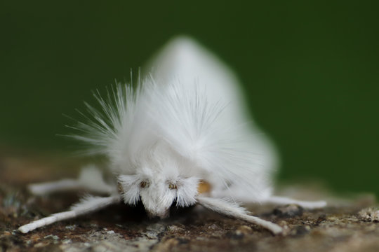 insecto polilla blanca sobre una hoja verde fondo oscuro