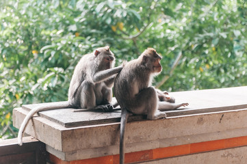 Naklejka na ściany i meble Two monkey in the forest Ubud Bali Indonesia. Monkeys scratch each other's back.