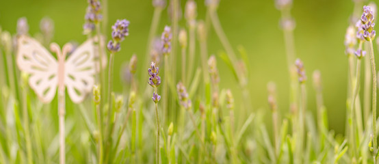 Blumenwiese mit Lavendel und Schmetterling