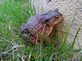 brown toad closeup on green grass near the wall. mobile photo with selective focus