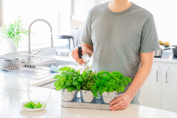 Young Man watering home gardening on the kitchen. Pots of herbs with basil, parsley and thyme. Home planting and food growing. Sustainable lifestyle, plant-based foods. Selective focus. Copy space.