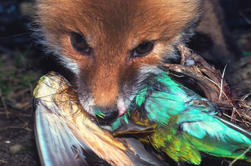 Young red ginger fox eats rare beautiful bird caught wildfowl juicy colorful shot. Predator with prey after a successful hunt close up