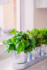Selective focus homegrown basil, parsley and thyme herbs in pots on the kitchen in front of the window. Home planting and food growing. Sustainable lifestyle, plant-based foods. Vertical. Copy space.