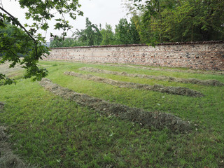 Freshly cut hay