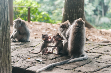 Monkey family with little baby in the forest Ubud Bali Indonesia, Monkeys scratch each other's back. Monkey children play and fight.