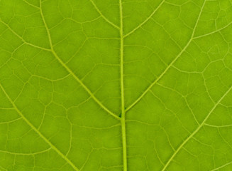 Fototapeta na wymiar Green leaf texture