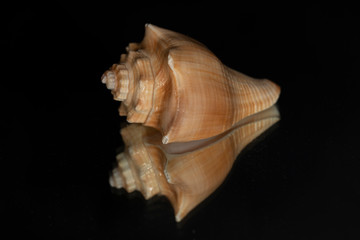 Seashell isolated on black with reflection
