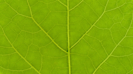 Green leaf texture