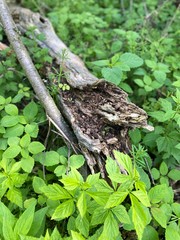 Obraz premium frog on a branch