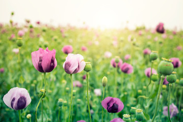 Obraz na płótnie Canvas Poppy flowers in the field in sunset.