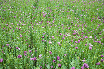Obraz premium Top view of poppy field.