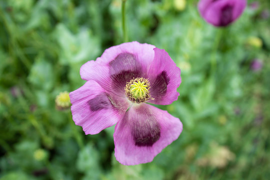Closeup view of poppy flower.