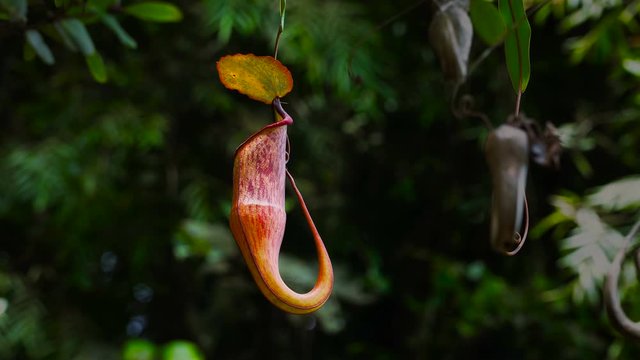 Tropical pitcher plants or nepenthes is a genus of carnivorous plants that can eat insects. This is exotic plants found in deep forest at Borneo.