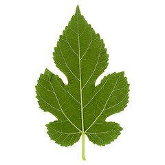 white mulberry tree (Morus alba) leaf isolated over white