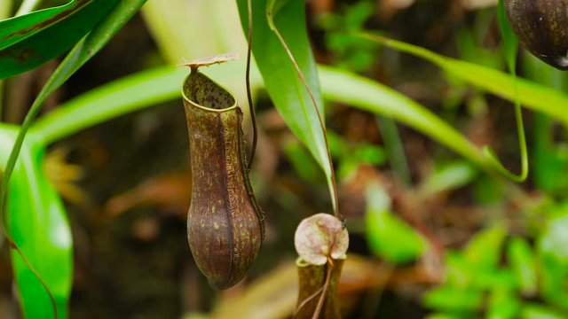 Tropical pitcher plants or nepenthes is a genus of carnivorous plants that can eat insects. This is exotic plants found in deep forest at Borneo.