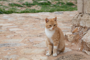 Red Greek stray cat in nature. Homeless animal theme.