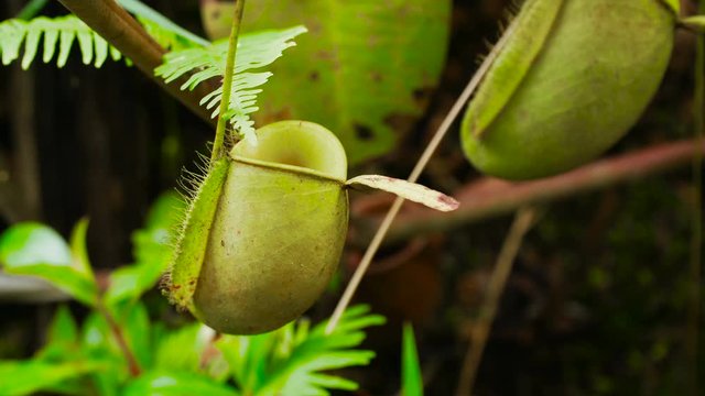 Tropical pitcher plants or nepenthes is a genus of carnivorous plants that can eat insects. This is exotic plants found in deep forest at Borneo.