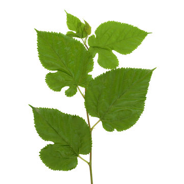 white mulberry tree (Morus alba) leaf isolated over white