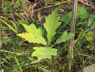 oak tree (Quercus robur) sapling