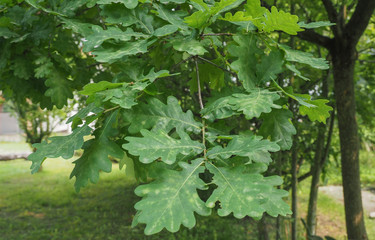 oak tree (Quercus robur) sapling
