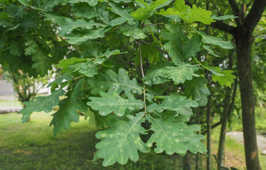 Fototapeta na wymiar oak tree (Quercus robur) sapling