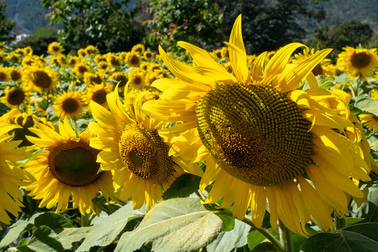 「Llanura」の画像 2,356 件の Stock 写真、ベクターおよびビデオ Adobe Stock