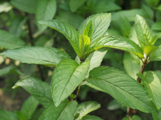 peppermint plant (Mentha piperita)