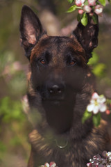 The portrait of a young serious Belgian Shepherd dog Malinois posing outdoors in a blooming apple tree in spring