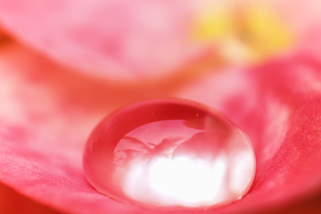 gota de agua sobre el petalo de una flor