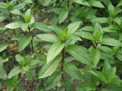 peppermint plant (Mentha piperita)